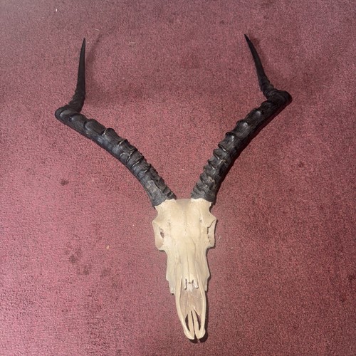 Impala skull horns - skull,
