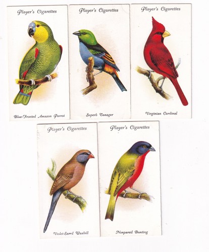 Five 1933 bird painting cards - five,