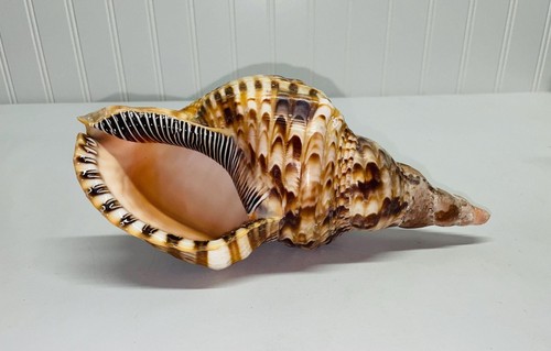 Caribbean triton seashell - caribbean,