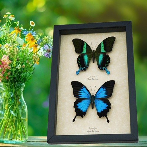 Framed butterflies peacock - butterflies,