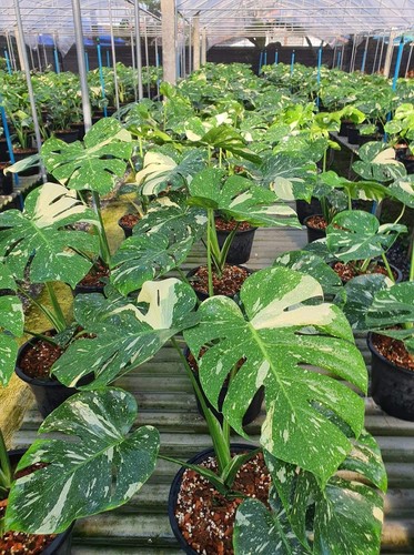 Extra large variegated - extra,