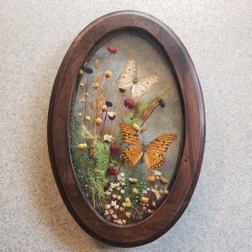 Vintage preserved butterflies - preserved,