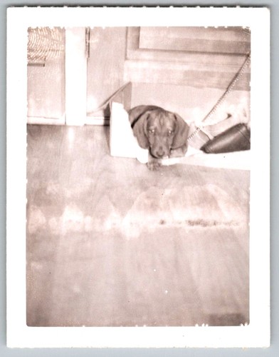 Vtg snapshot cute - snapshot,