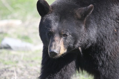 Black bear vol - -, 2