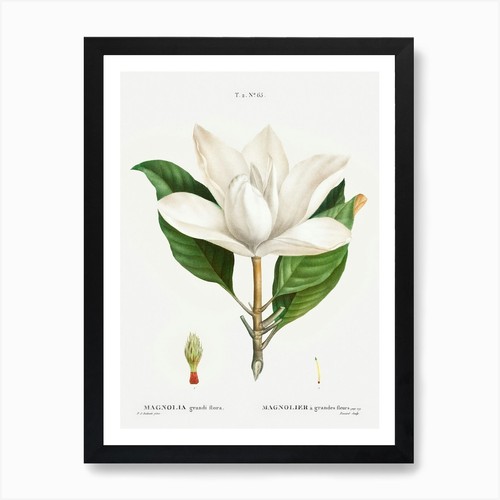Magnolia flower art print - magnolia,