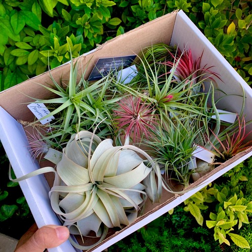 Pack premium air plants - 15,