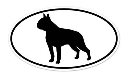 Boston terrier dog breed - terrier, shape