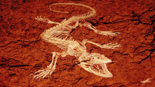Skeleton bone fossil - skeleton,