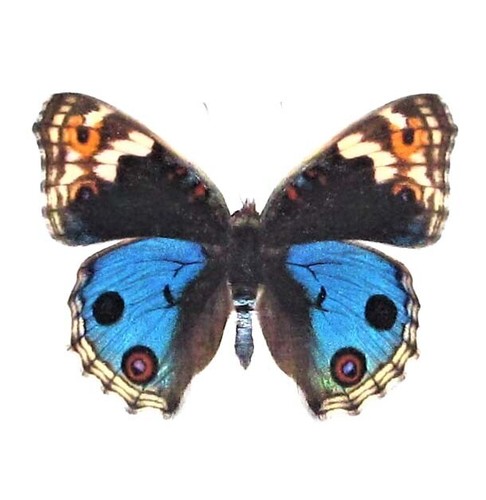 Junonia orithya male real - male,