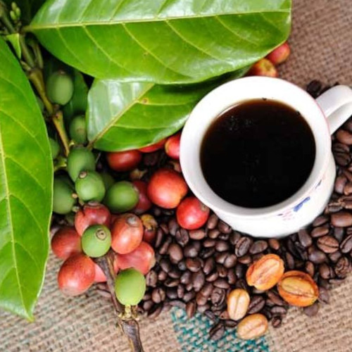 Live coffee plant 3 - coffee, gallon
