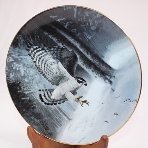 The northern goshawk plate - goshawk,