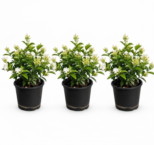 Night blooming jasmine live - night,