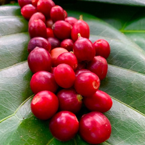 Coffea arabica tropical - coffea,