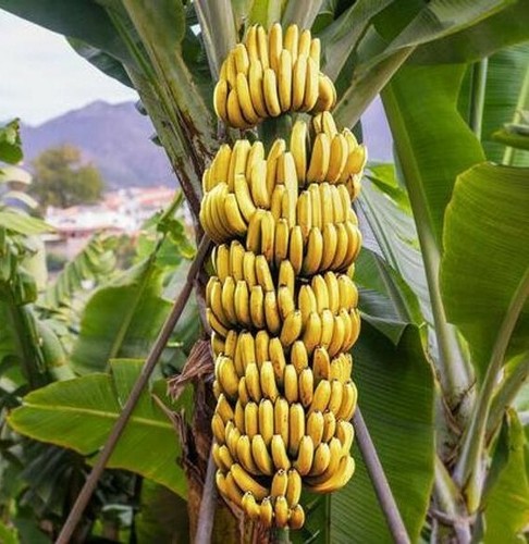 Dwarf cavendish banana - ~~dwarf,