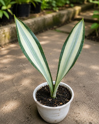 Sansevieria beauty queen live - beauty,