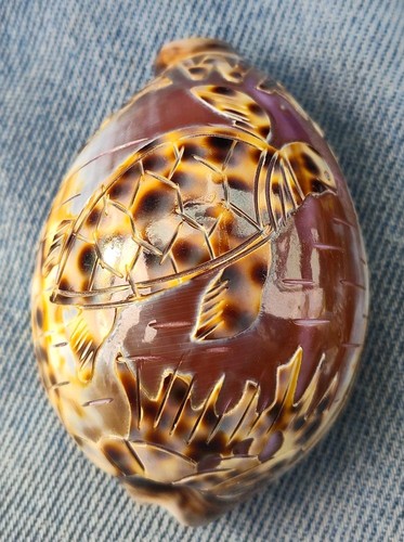 Tiger cowrie sea - tiger, with