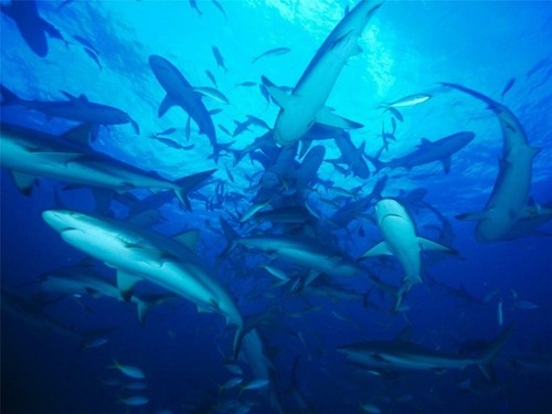 Group sharks glossy poster - group,