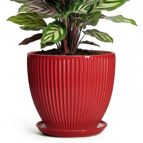 Ceramic planter inch plant - 6,