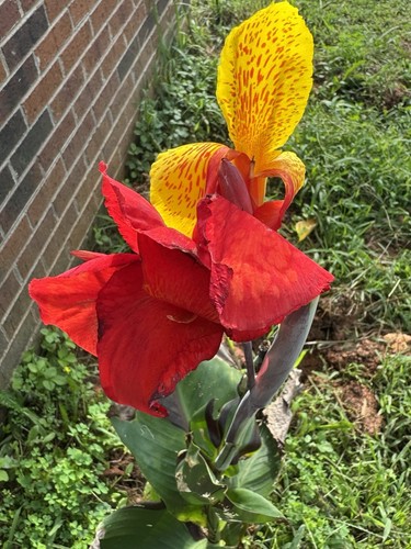 Cleopatra canna lily - 1, rhizome