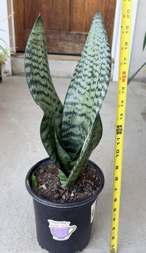 Tall rooted live - tall,