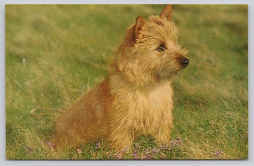 Vintage norwich terrier - vintage,