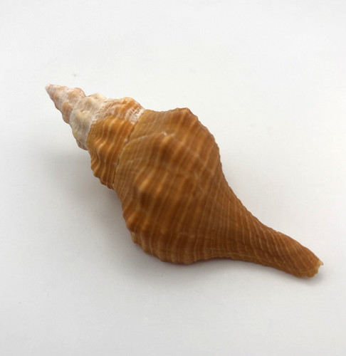 One beautiful orange florida - one,
