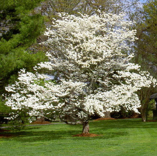 White flowering dogwood - flowering,