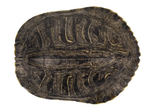 Red ear turtle - ear, shell