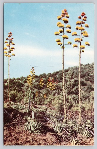 Vintage florachrome postcard - vintage,