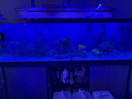 125 gallon salt - water, fish