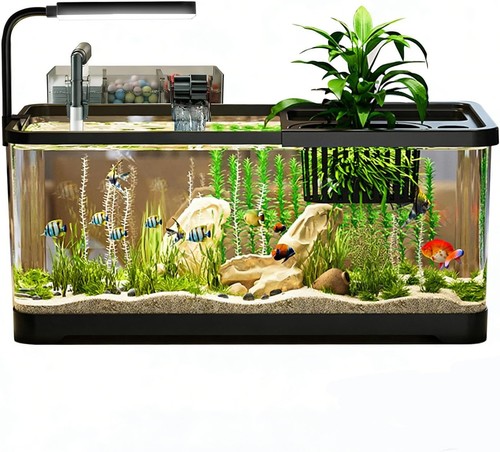 Gallon fish tank - fish, aquarium