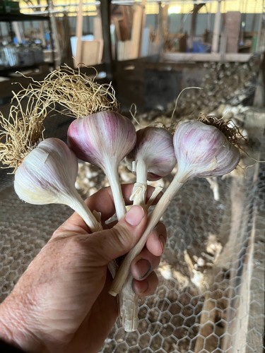 Fresh russian red garlic - lb,