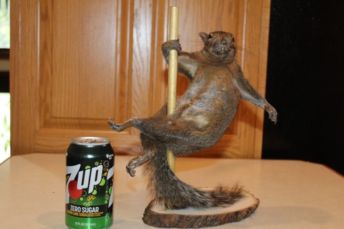 New taxidermy xxx stripper - new,