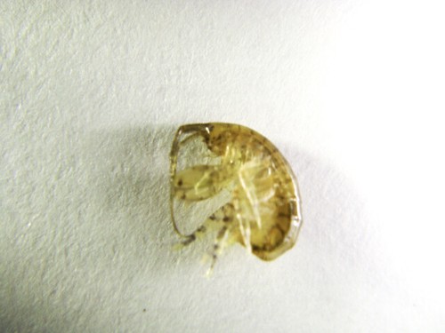 200 amphipods aquacultured - amphipods,