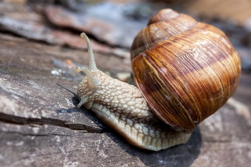 Live land snail large - land,