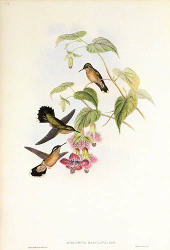 1990 vintage hummingbird 199 - 1990,