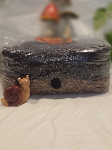 4lb all one mushroom grow - all-in-one,