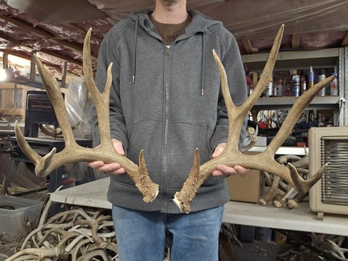 Huge 170s mule deer - huge,