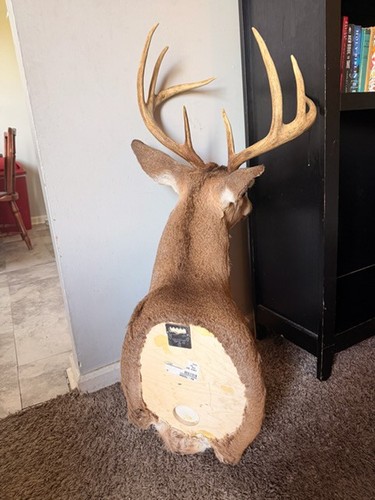 Large point whitetail - point,