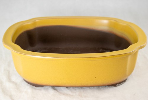 Japanese yokkaichi mustard - japanese,