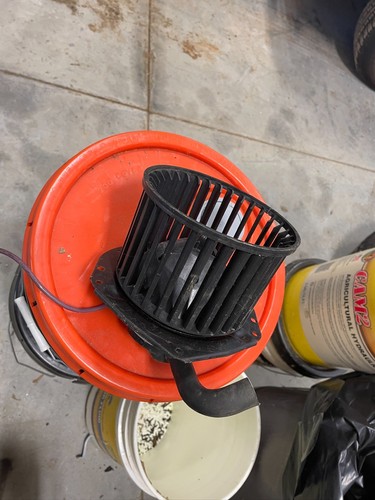 Squirrel cage auto - squirrel,