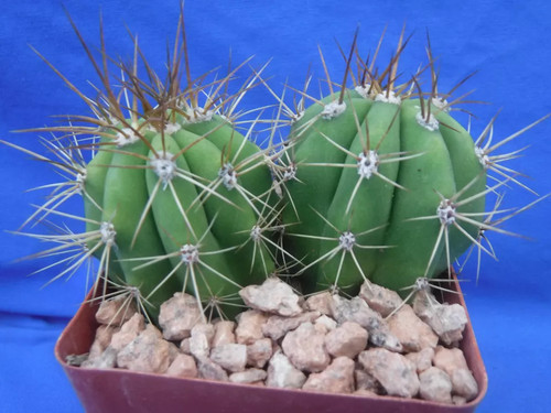 Larger echinopsis - 2,