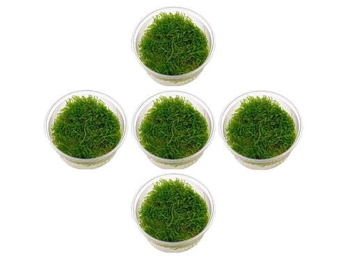 Java moss portions live - 5,