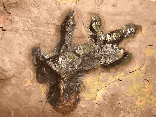 Awesome dinosaur fossil - dinosaur,