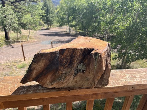 Old growth ponderosa pine - growth,