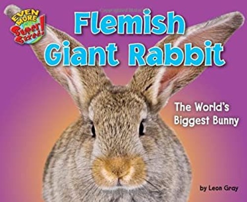 Flemish giant rabbit the - flemish,