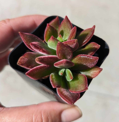 Echeveria pulvinata devotion - 1,