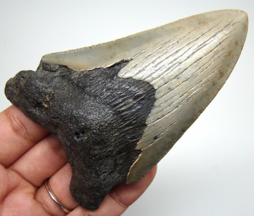 Megalodon shark tooth - megalodon,