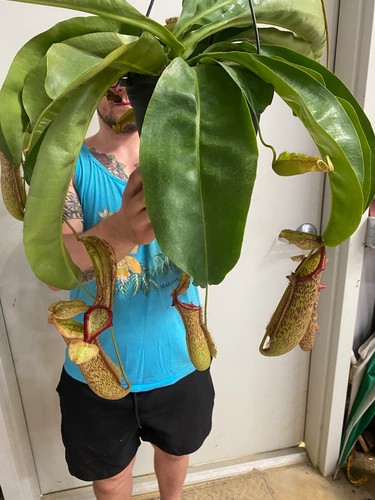 Nepenthes miranda pitcher - ,