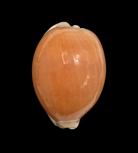 Cypraea aurantium philippines - cypraea,